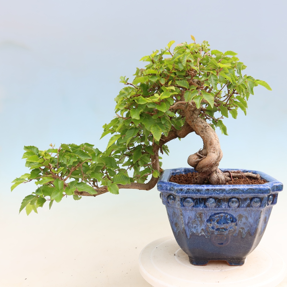 Bonsai da esterno -Carpinus Coreana - Carpino coreano