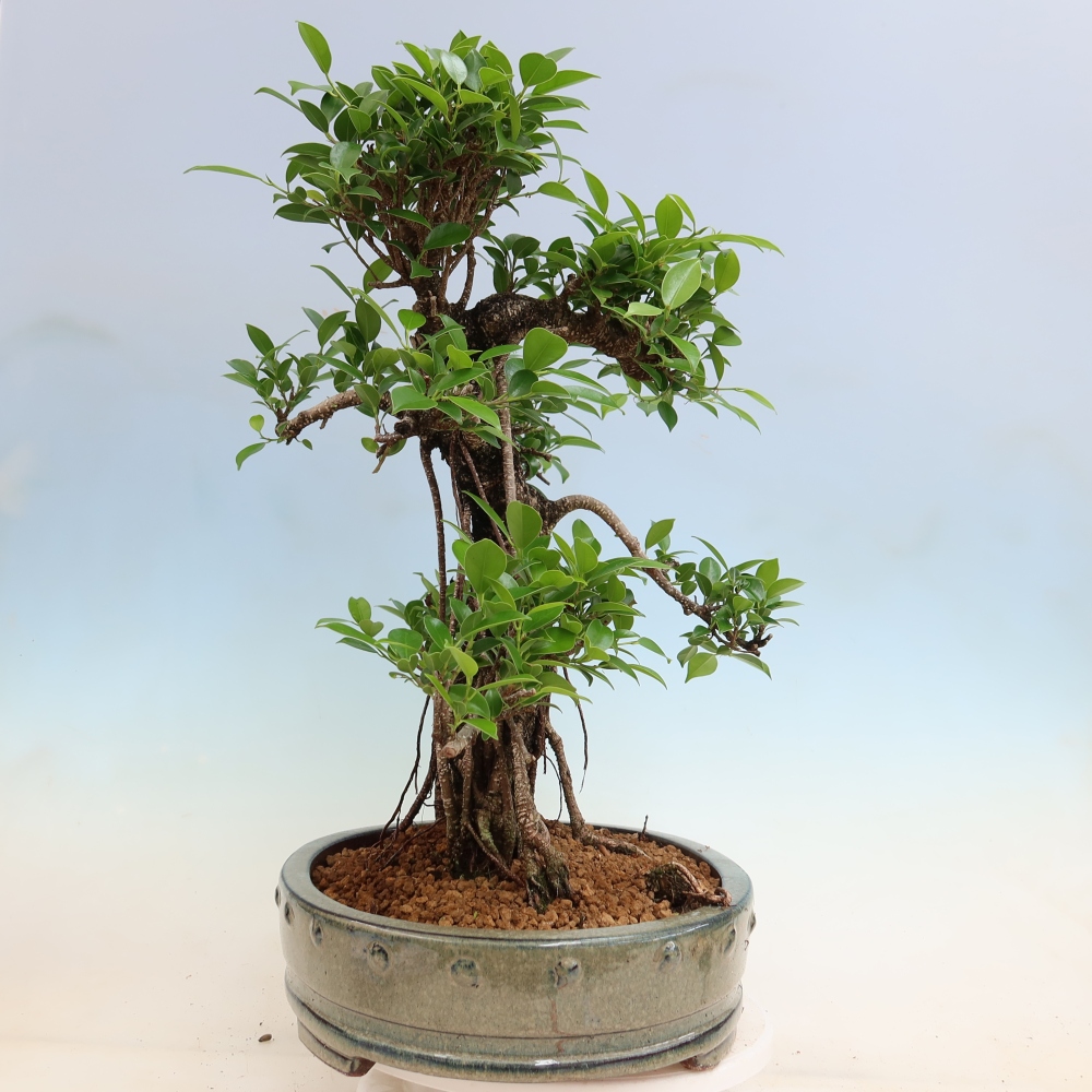 Camera bonsai - Ficus kimmen - ficus a foglie piccole