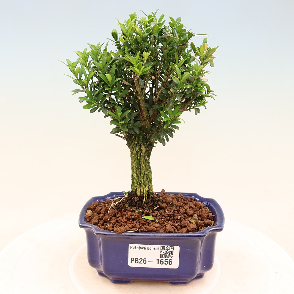 Camera bonsai - Buxus harlandii - buxus da sughero