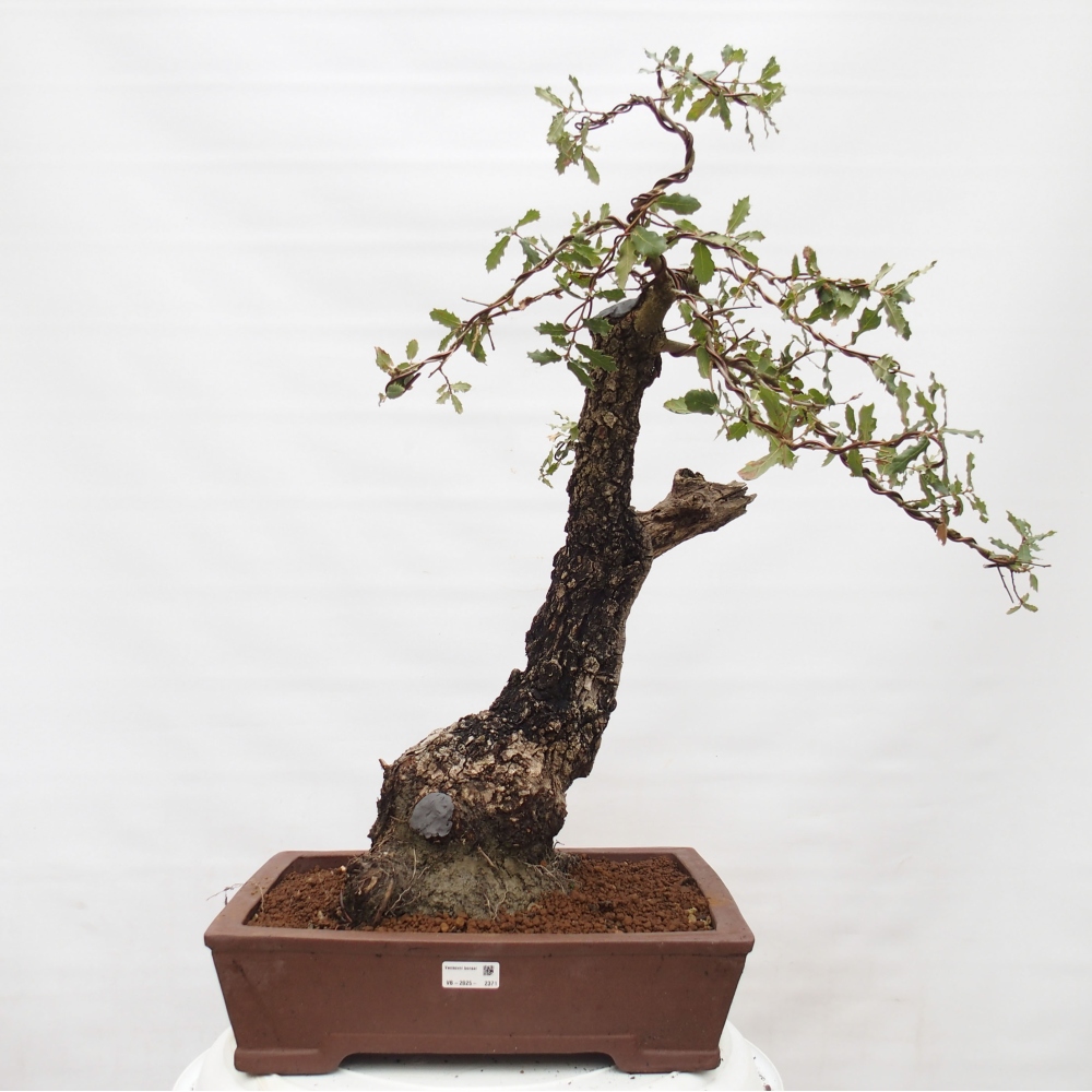 Yamadori - Quercus Ilex - Agrifoglio di quercia