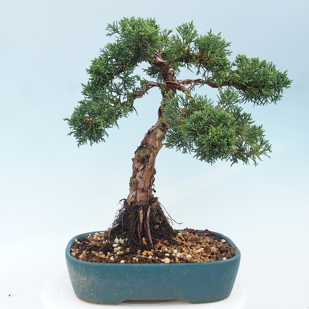 Bonsai da esterno - Juniperus chinensis Kishu