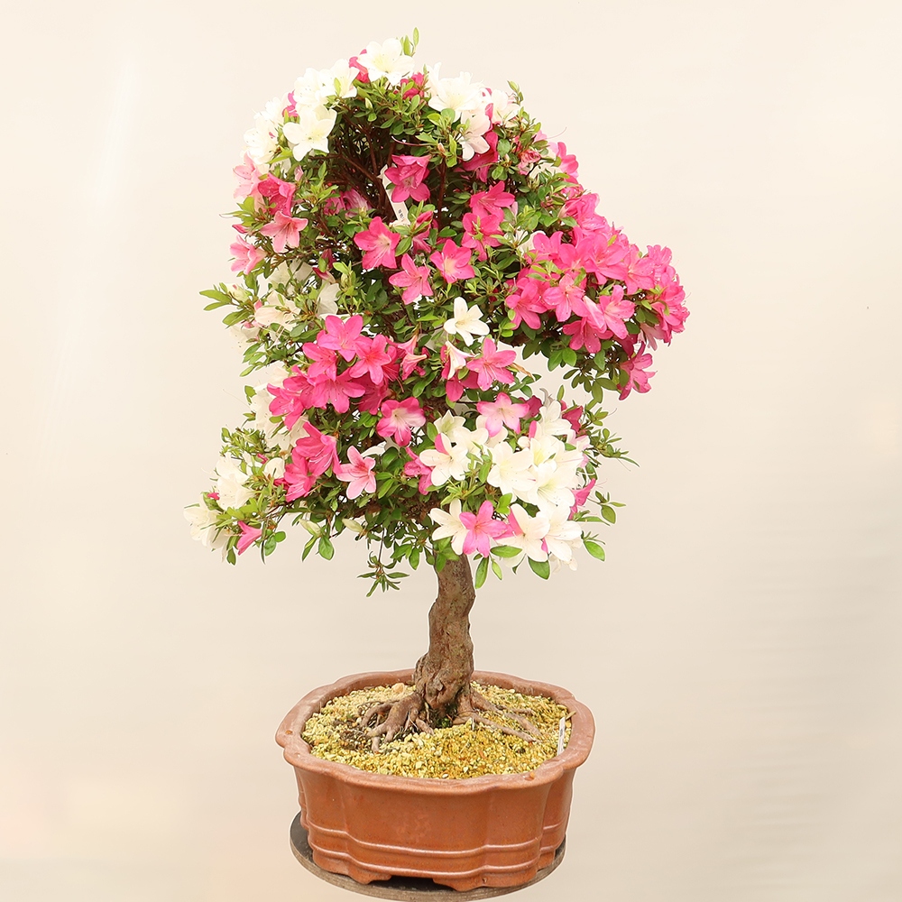 Bonsai da esterno - Azalea giapponese - Azalea Sayaka