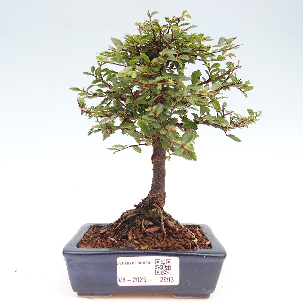 Bonsai da esterno - Ulmus parvifolia Sagei - Olmo a foglie piccole