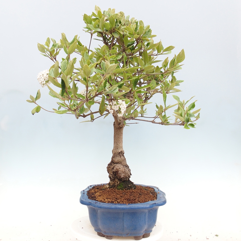 Bonsai da esterno - Kalina Bodnanská - Viburum carlesii hemsi