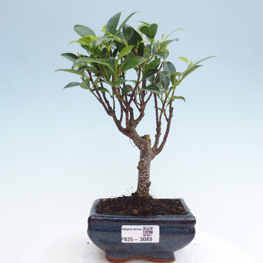 Camera bonsai Ficus retusa kimmen