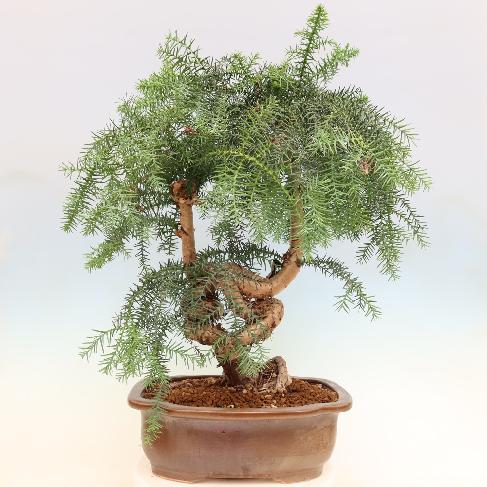 Bonsai da camera - Araucaria - Abete da camera