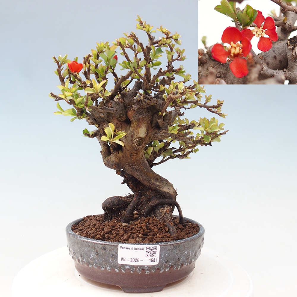 Bonsai da esterno - Chaneomeles speciosa - Cotogno