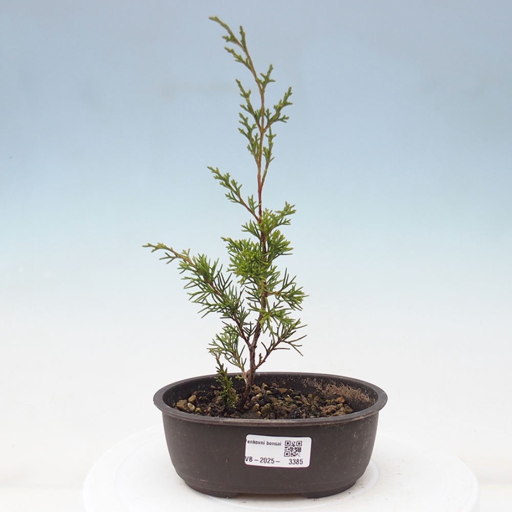 Bonsai da esterno - Juniperus chinensis Itoigawa