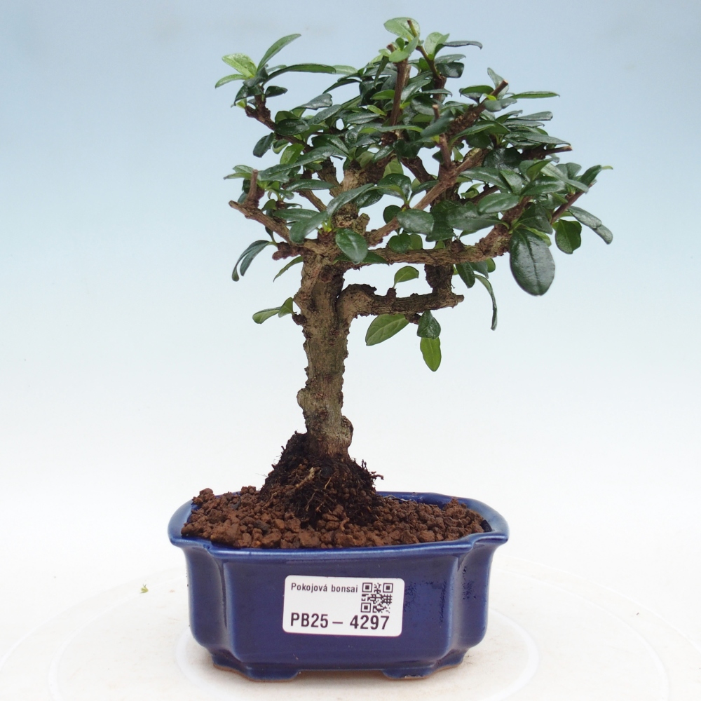 Camera bonsai - Carmona macrophylla - Tea fuki