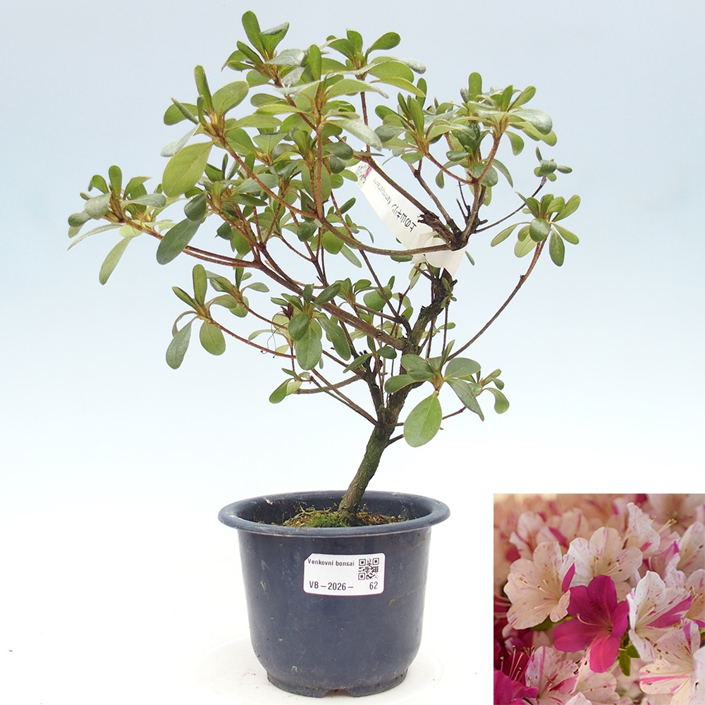 Bonsai da esterno - Azalea giapponese - Azalea Kaminoyamakirin