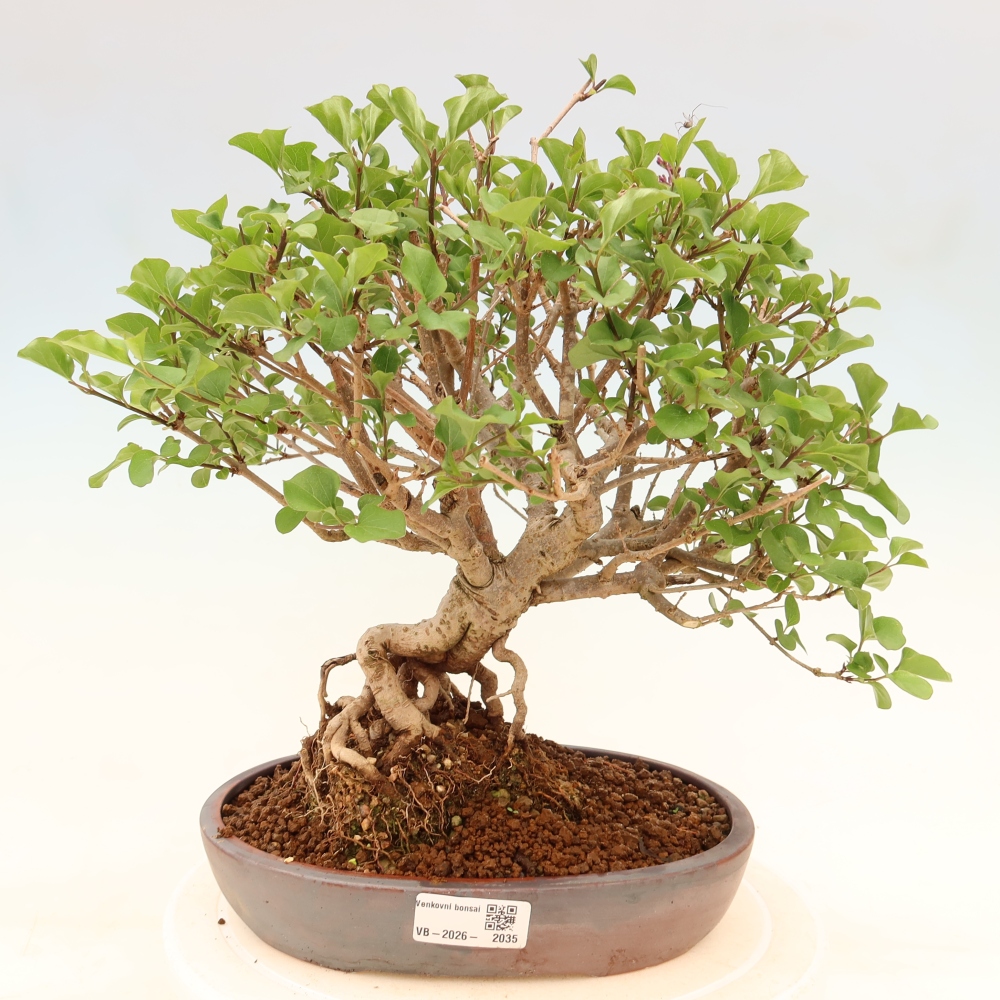 Bonsai da esterno - Syringa microphylla - lillà a fiore piccolo