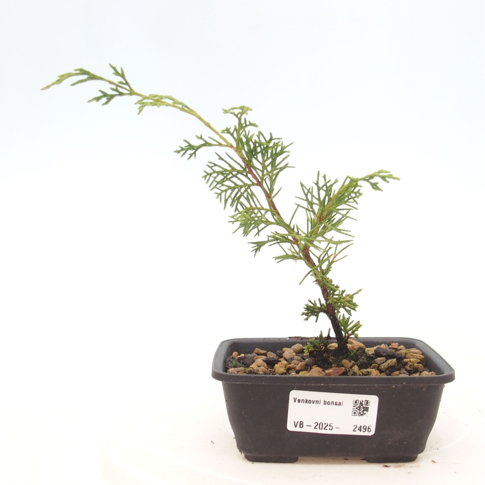 Bonsai da esterno - Juniperus chinensis Itoigawa
