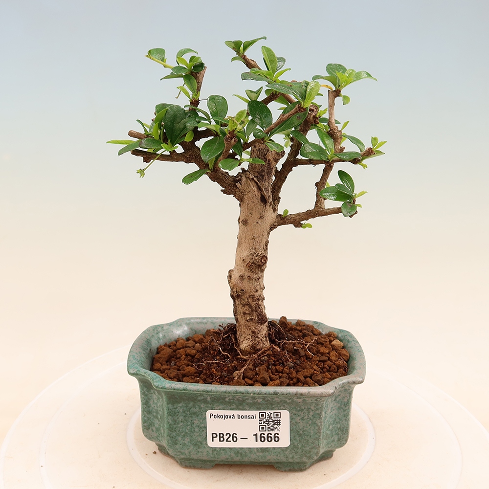 Camera bonsai - Carmona macrophylla - Tea fuki