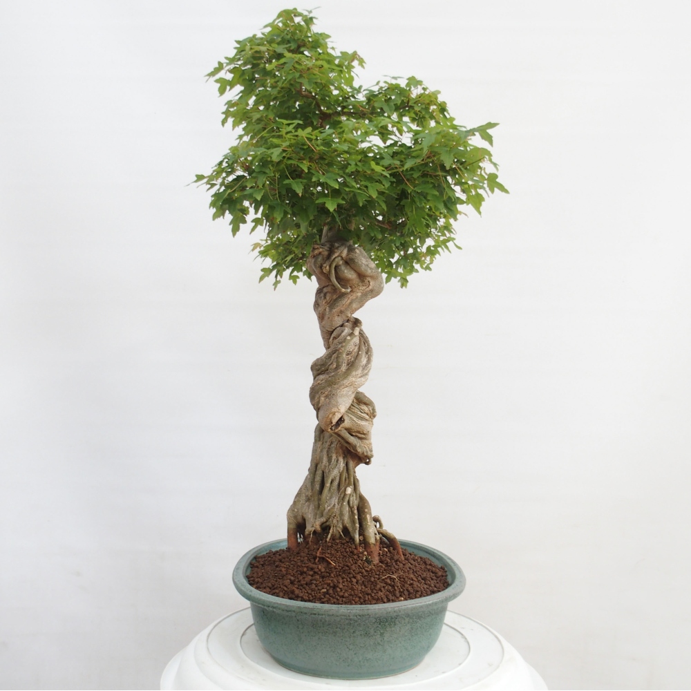 Bonsai da esterno - Acer Buergerianum - Acero burger