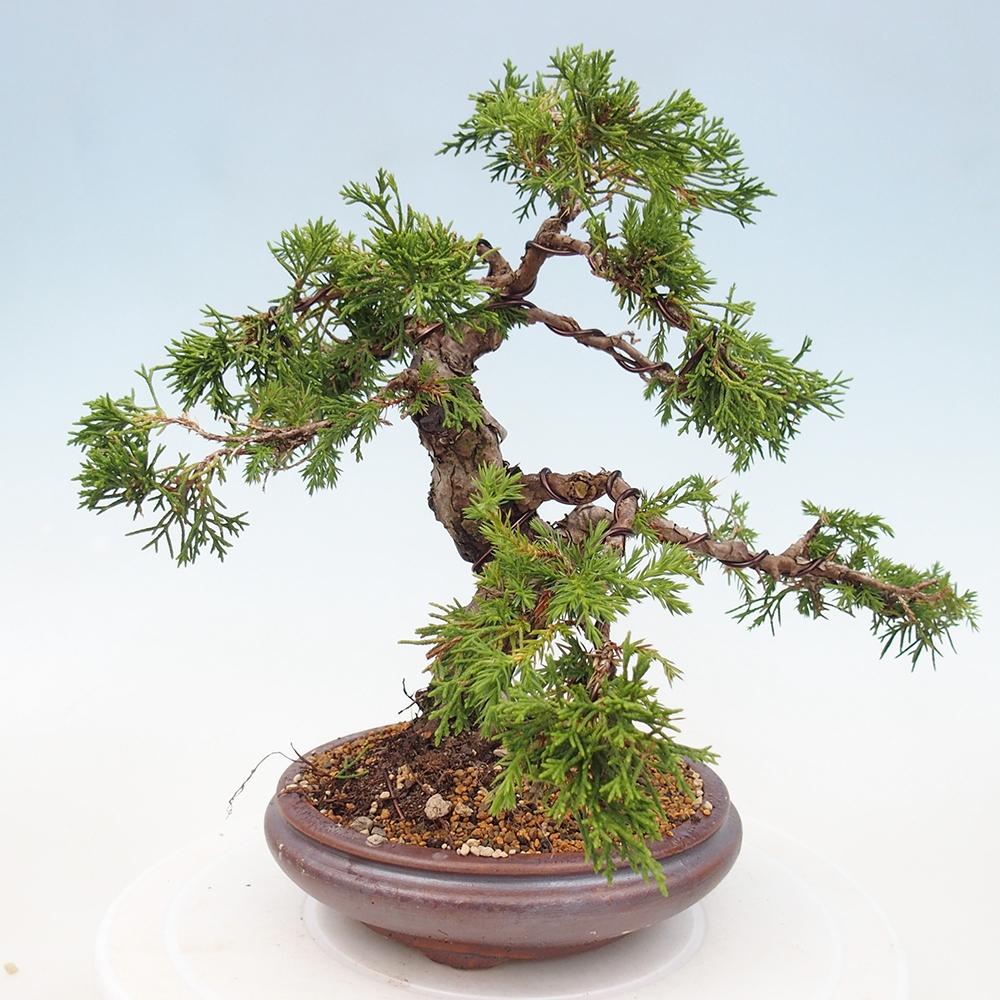 Bonsai da esterno - Juniperus chinensis Itoigawa