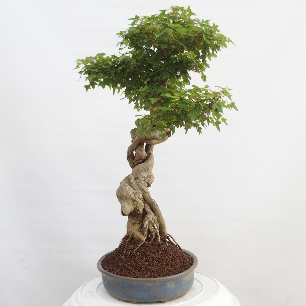 Bonsai da esterno - Acer Buergerianum - Acero burger