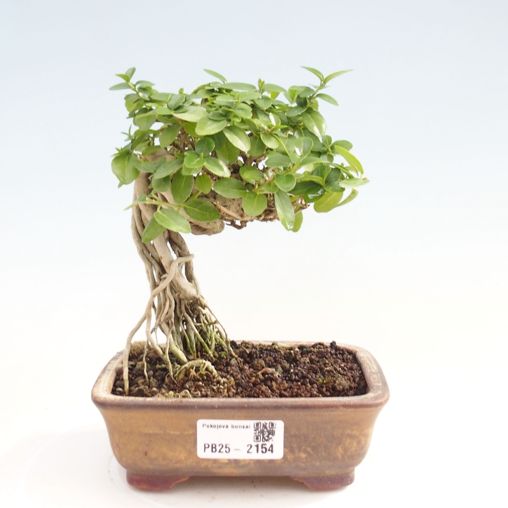 Bonsai da interno - Premna serratifolia - Kozlovna malolista