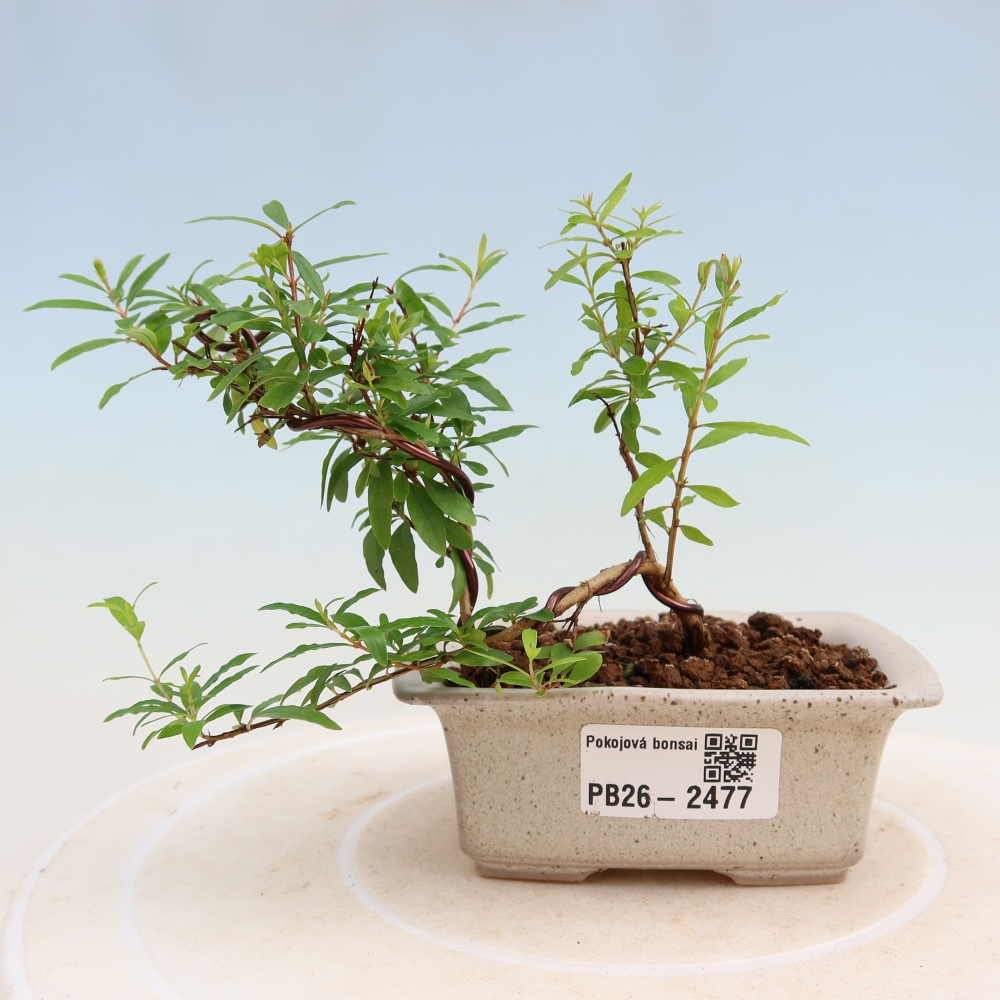 Camera bonsai-PUNICA granatum nana-Mela granata