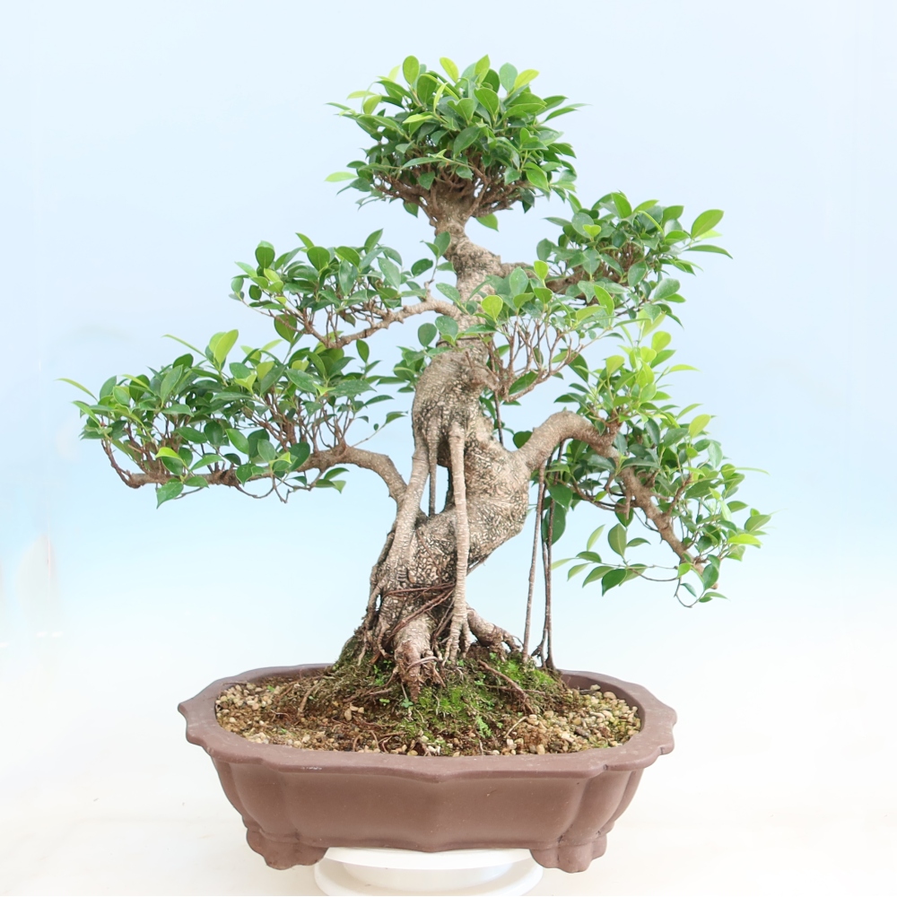 Camera bonsai - Ficus kimmen - ficus a foglie piccole
