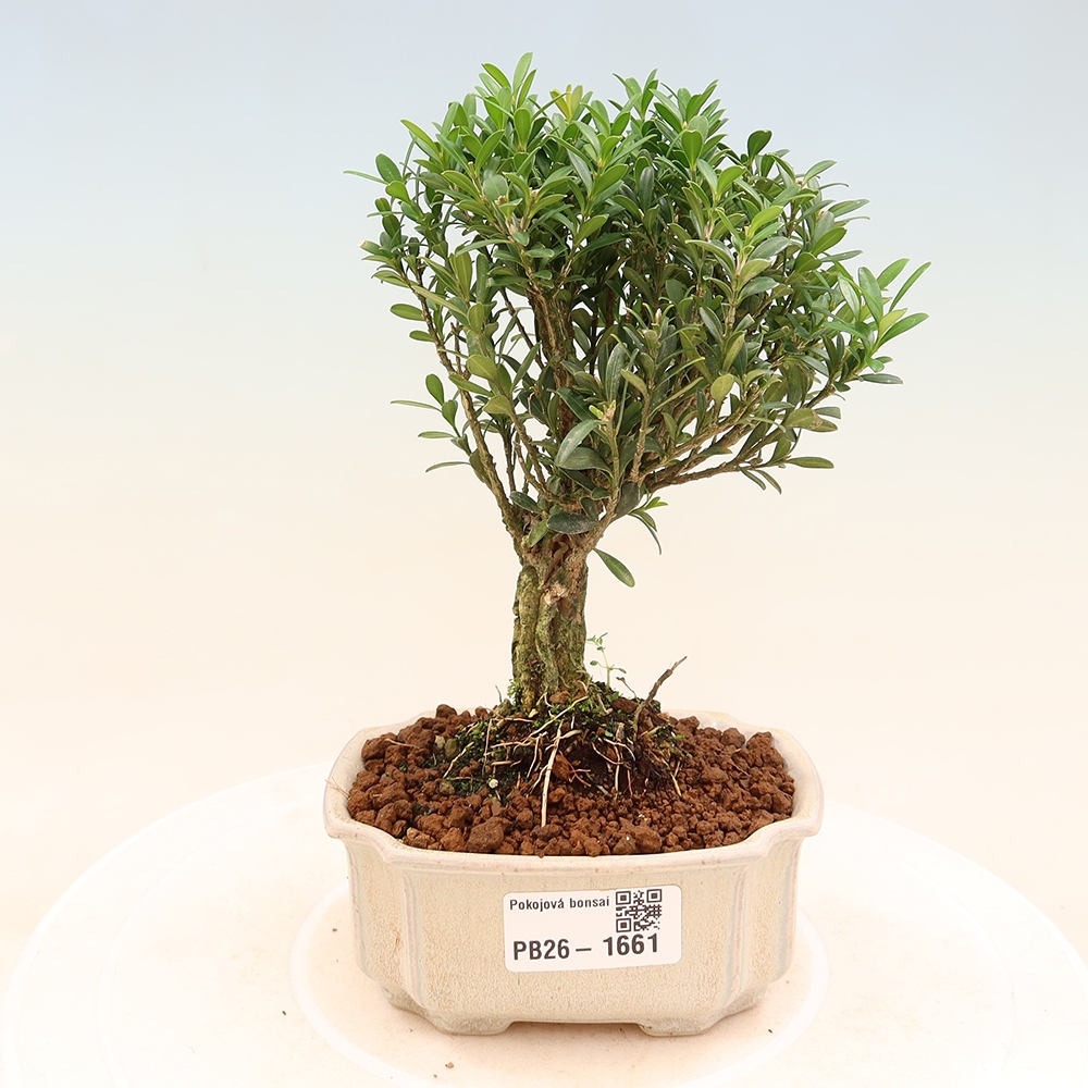 Camera bonsai - Buxus harlandii - buxus da sughero
