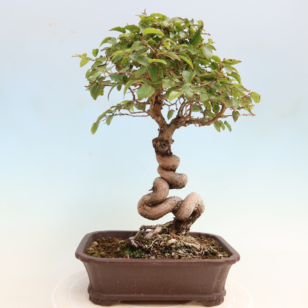 Bonsai da esterno -Carpinus CARPINOIDES - Carpino coreano