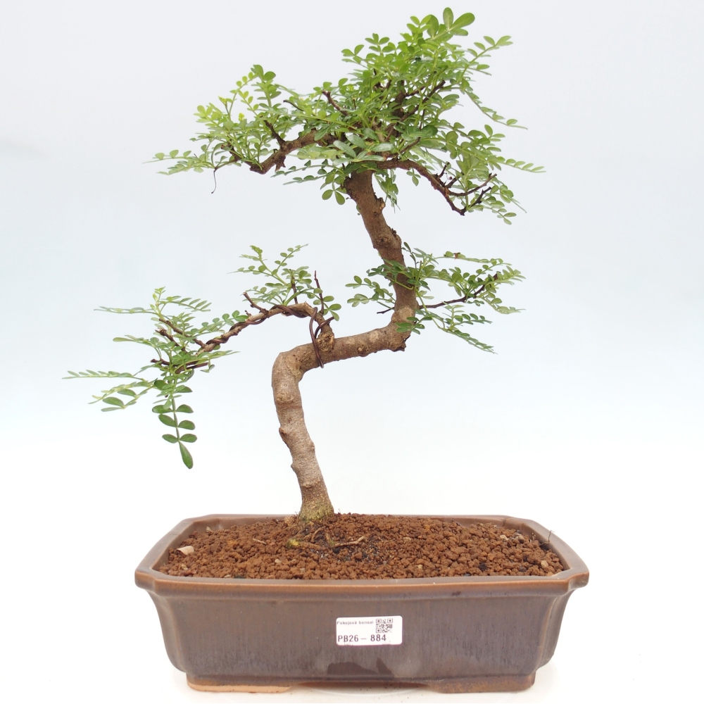 Camera bonsai - Zantoxylum piperitum - albero del pepe