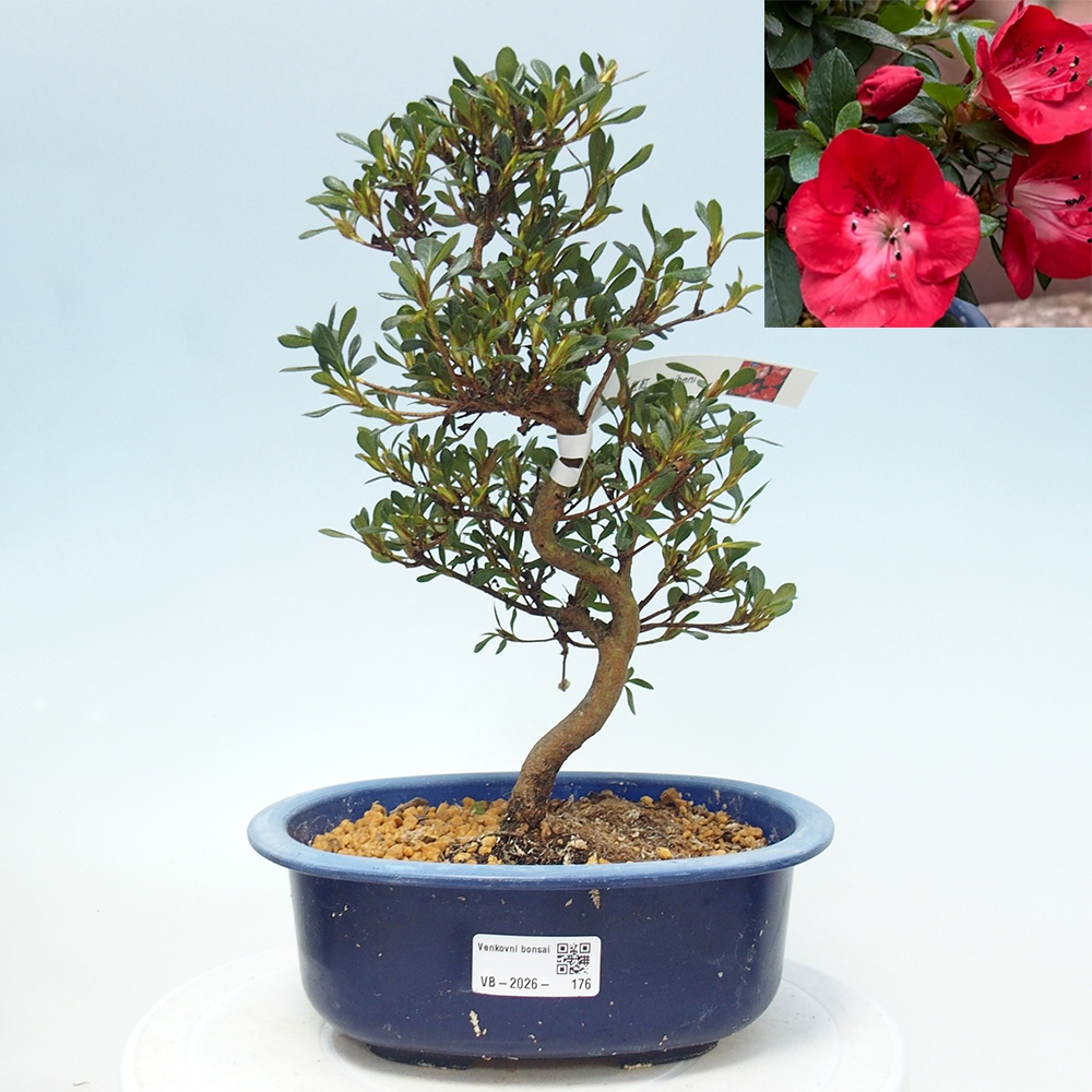 Bonsai da esterno - Azalea giapponese - Azalea Benibeni