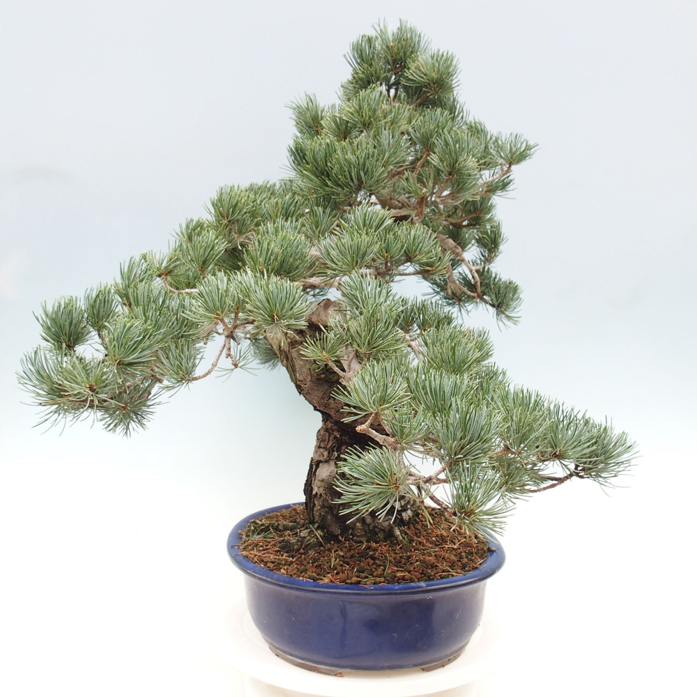 Bonsai da esterno - Pinus parviflora - Pinus parviflora