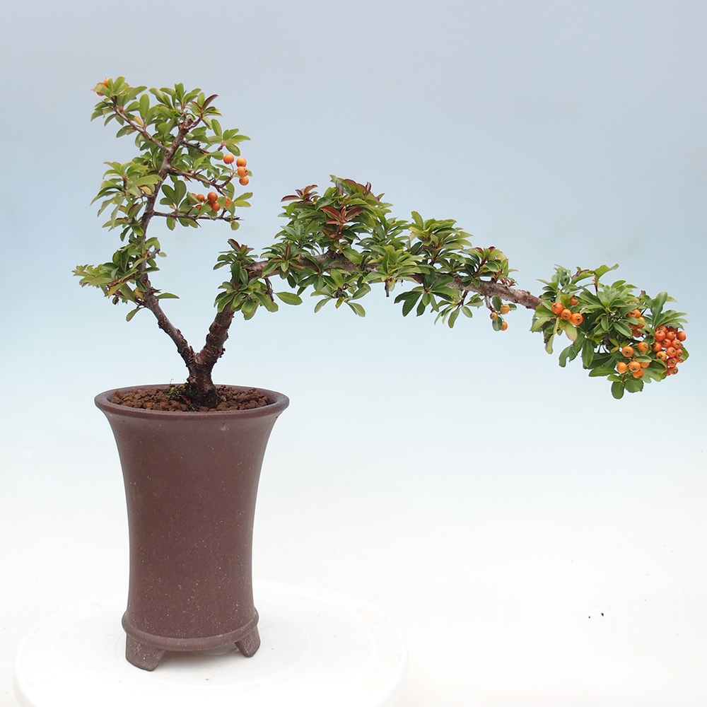 Bonsai da esterno-Pyracantha Teton -Hlox