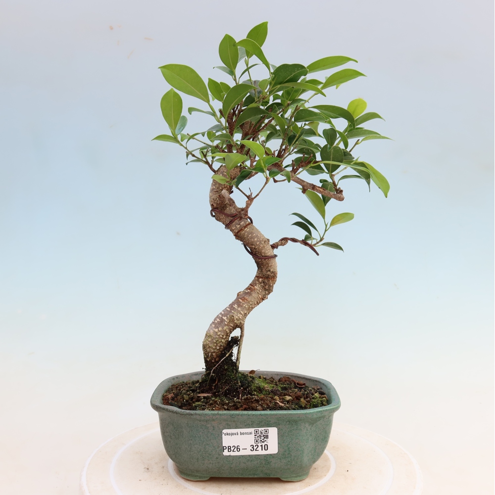 Camera bonsai - Ficus kimmen - ficus a foglie piccole