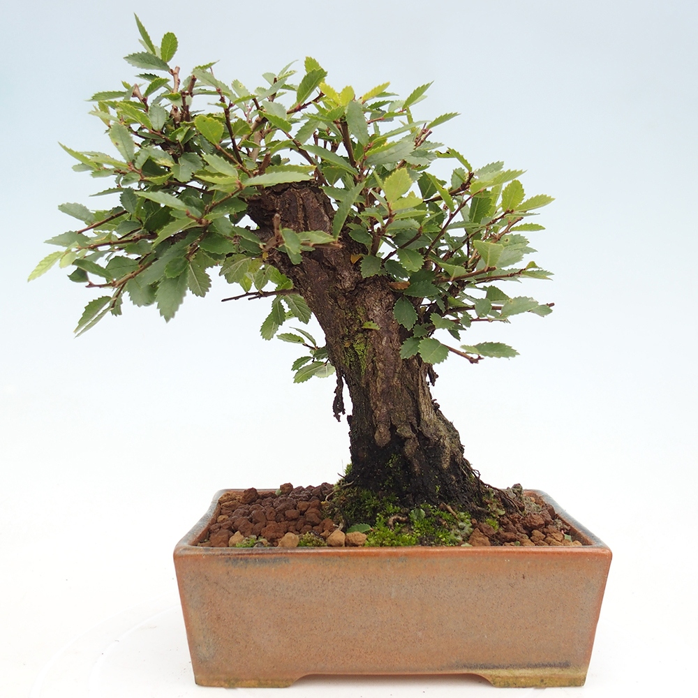 Bonsai da esterno - Zelkova - Zelkova NIRE