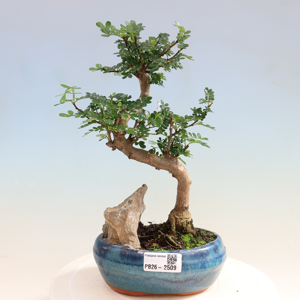 Camera bonsai - Zantoxylum piperitum - albero del pepe