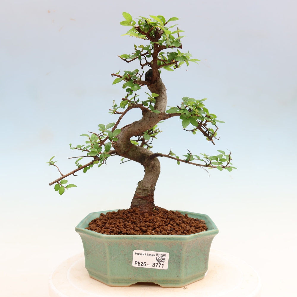Camera bonsai - Ulmus parvifolia - Olmo a foglie piccole