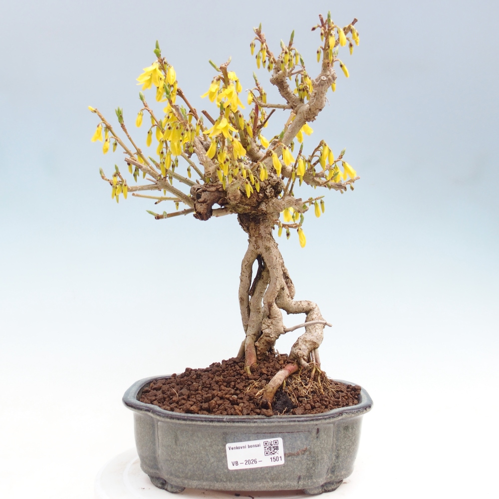 Bonsai da esterno - Zlatice - Forsythia koreana