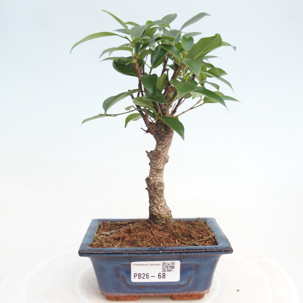 Camera bonsai Ficus retusa kimmen