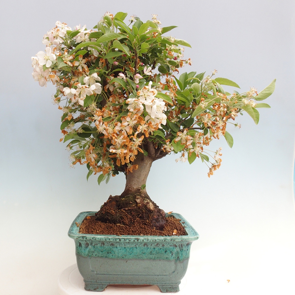 Bonsai da esterno -Malus halliana - Melo a frutto piccolo