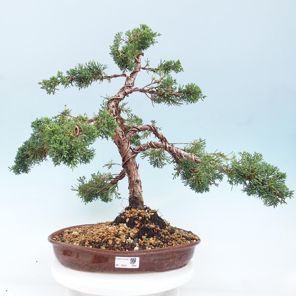 Bonsai da esterno - Juniperus chinensis Kishu