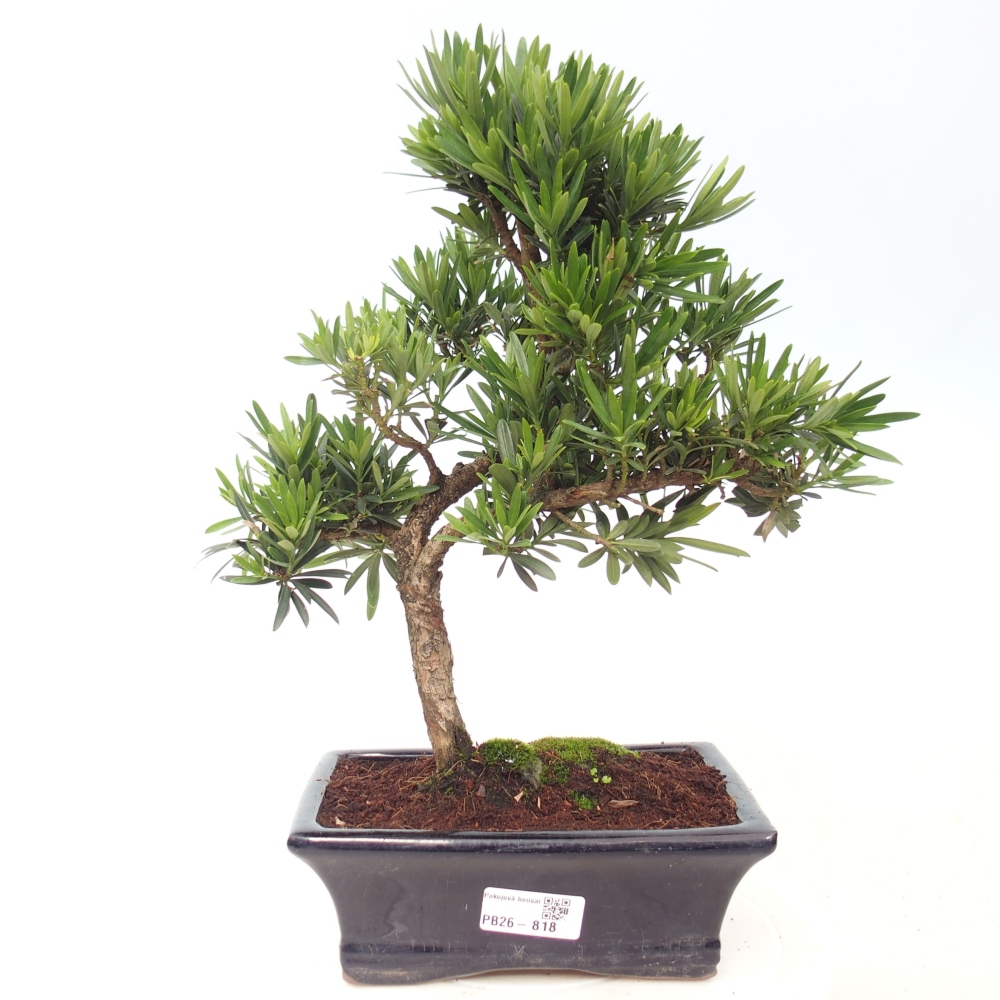 Camera bonsai - Podocarpus - Tasso delle pietre