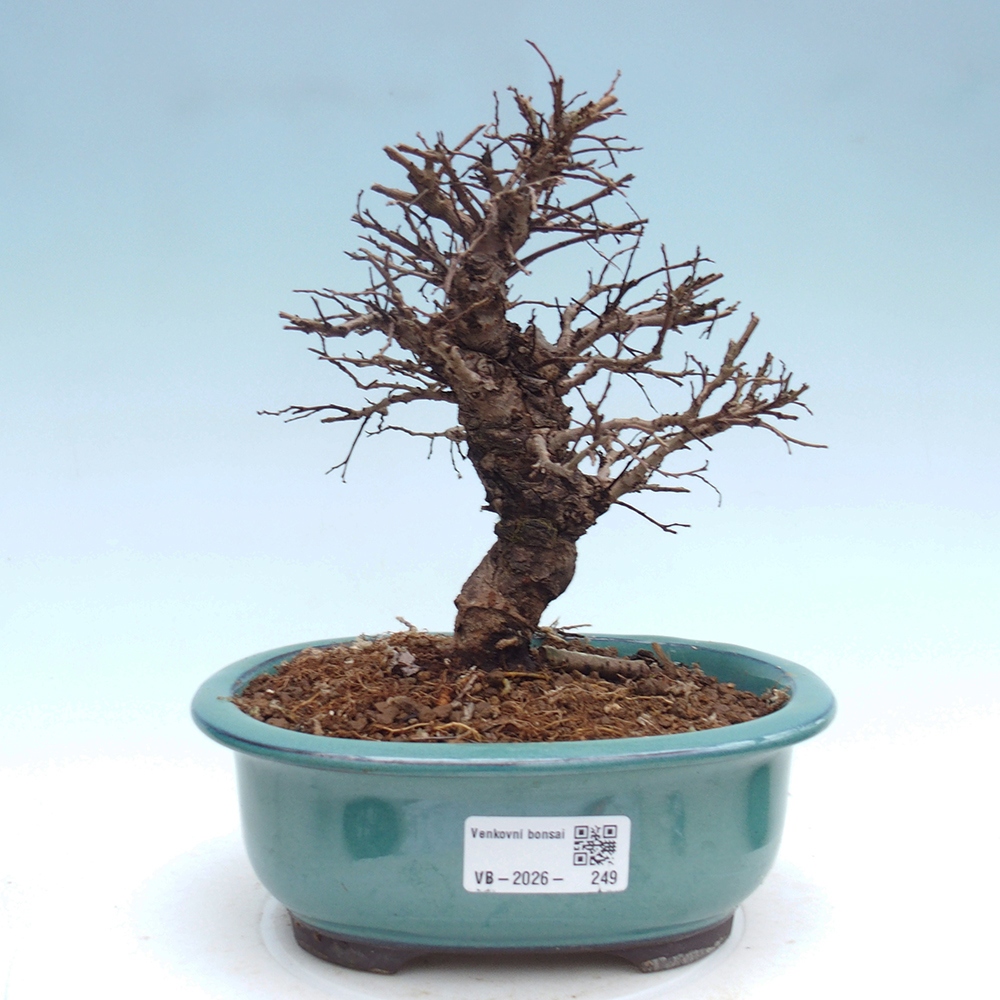 Bonsai da esterno - Zelkova - Zelkova NIRE