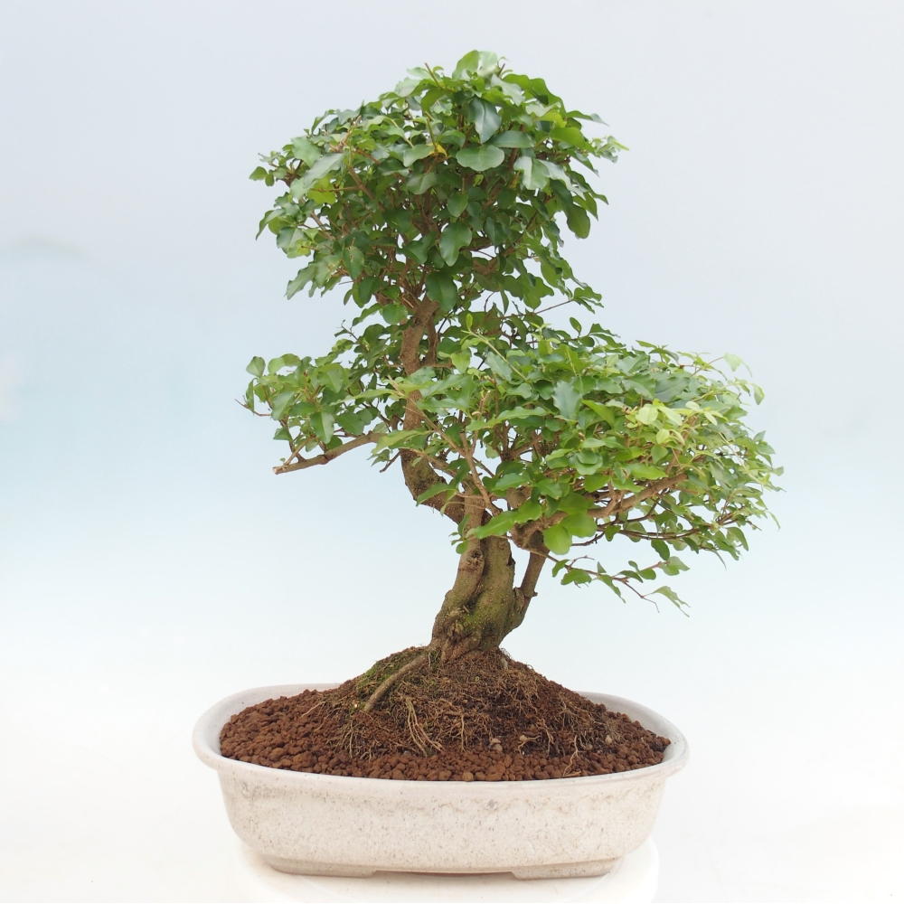 Camera bonsai -Ligustrum chinensis - Becco d'uccello