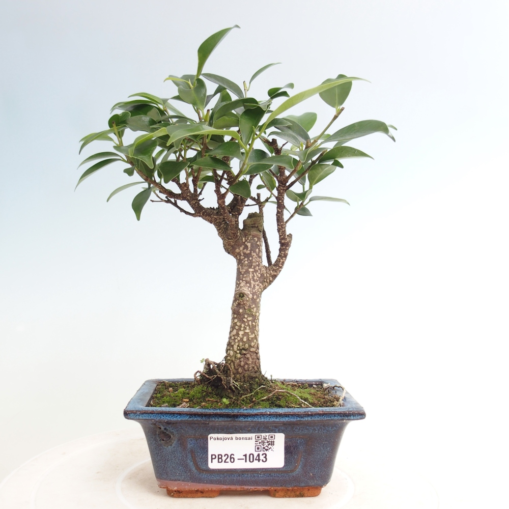 Camera bonsai Ficus retusa kimmen