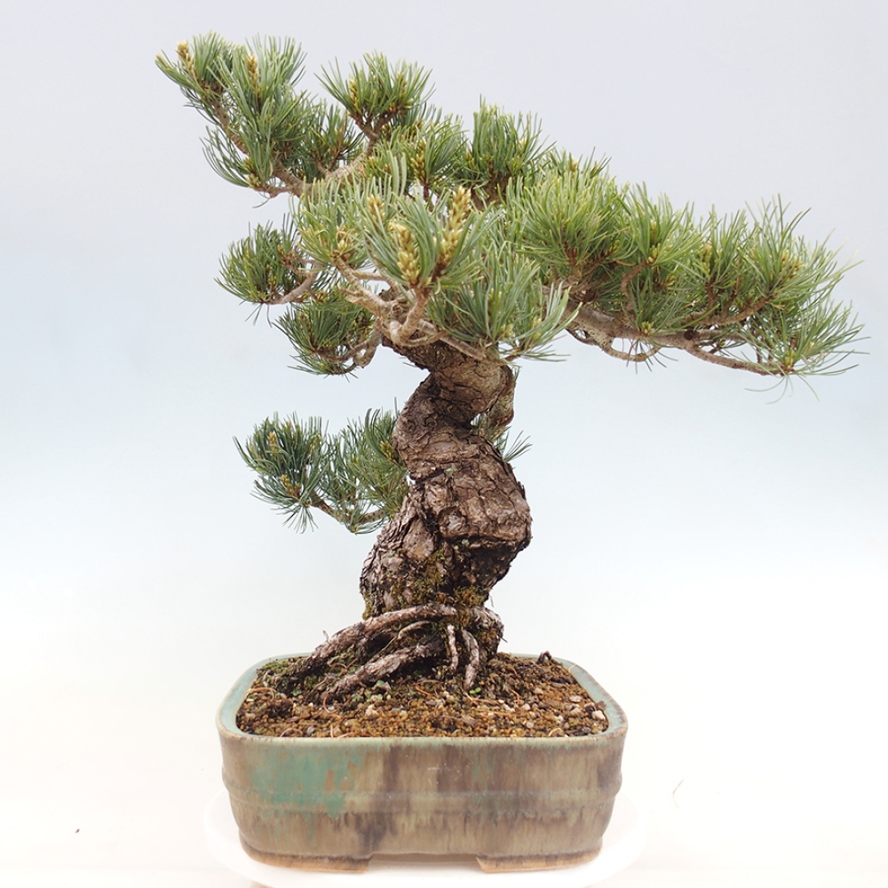 Bonsai da esterno - Pinus parviflora - Pinus parviflora