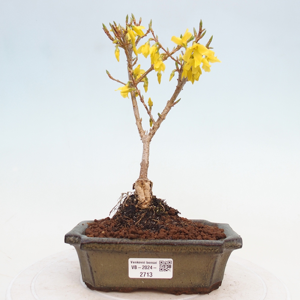 Bonsai da esterno - Zlatice - Forsythia intermedia