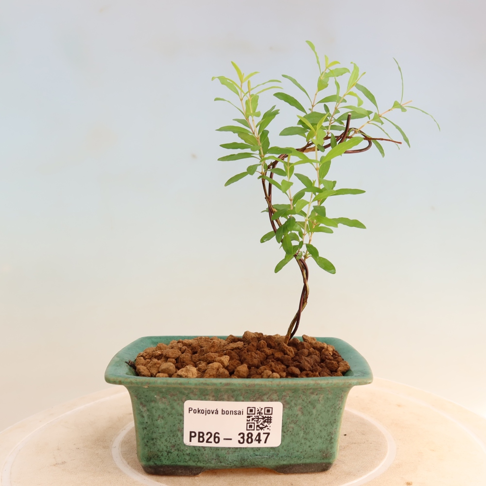 Camera bonsai-PUNICA granatum nana-Mela granata