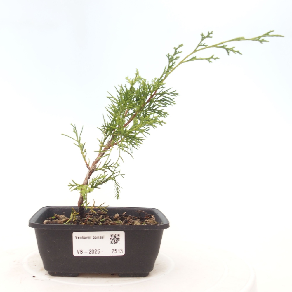 Bonsai da esterno - Juniperus chinensis Itoigawa