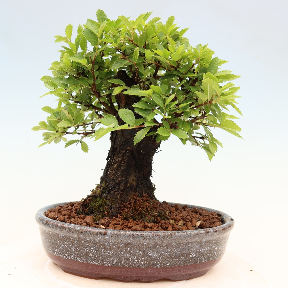Bonsai da esterno - Zelkova - Zelkova NIRE