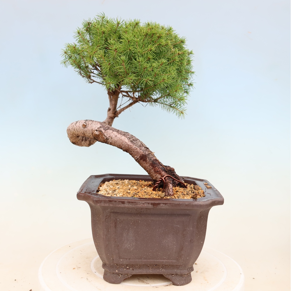 Bonsai da esterno - Abete rosso - Picea glauca globo