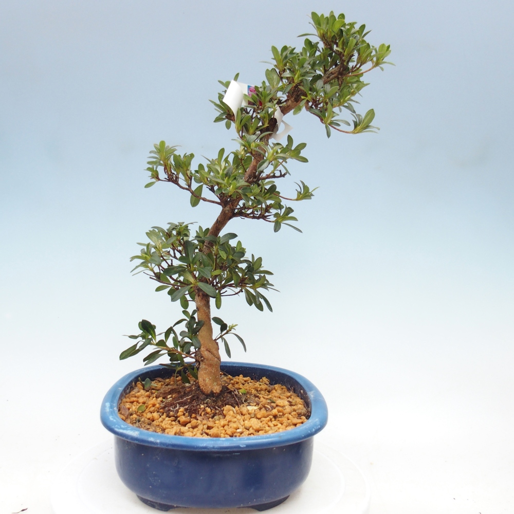 Bonsai da esterno - Azalea giapponese - Azalea Santoka
