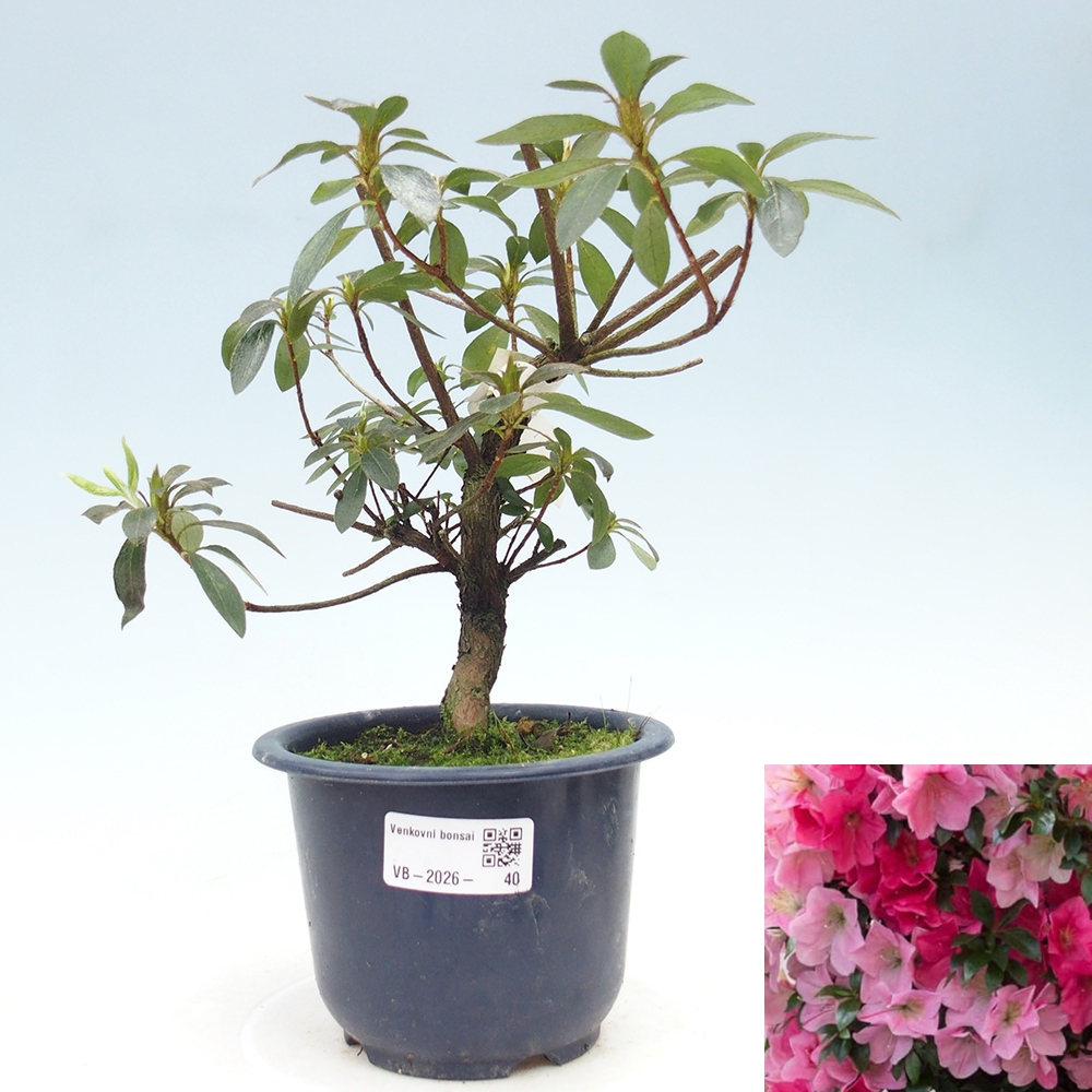 Bonsai da esterno - Azalea giapponese - Azalea Saien