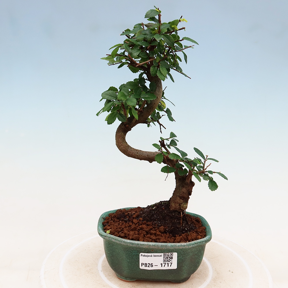 Camera bonsai - Ulmus parvifolia - Olmo a foglie piccole